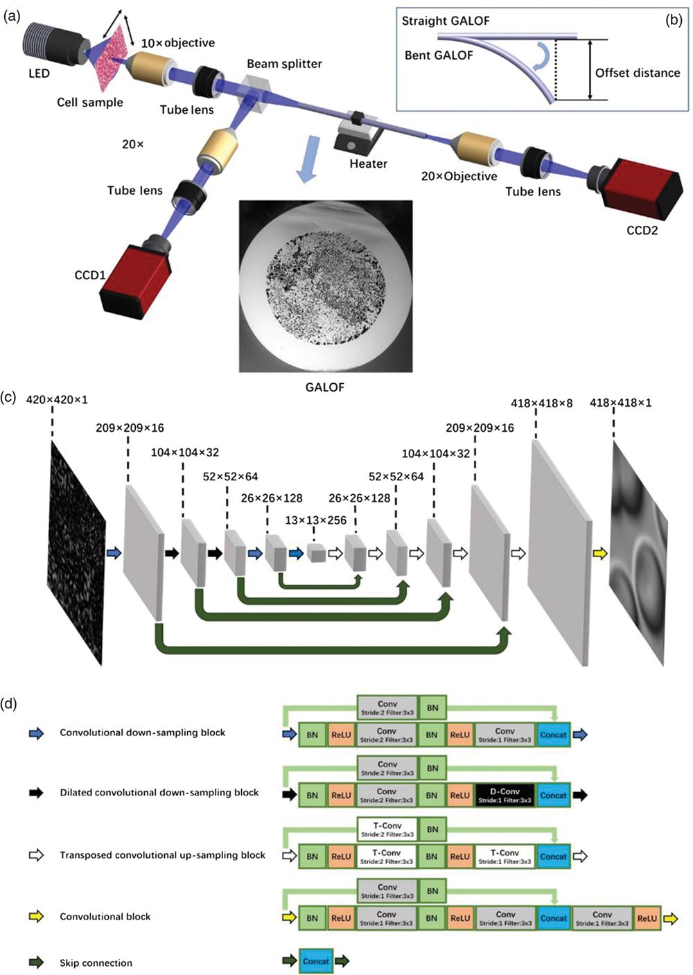 Deep-learning cell imaging through Anderson localizing optical fiber