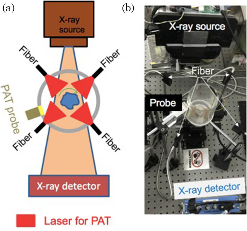 PAT-CT imaging system. (a) A schematic top view of the system describing the main components. (b) A photograph of the system. The phantom is positioned in the center.