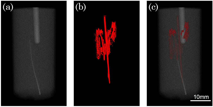 Tissue phantom imaging results. (a) The 3D rendering result for the CT reconstruction. (b) The 3D rendering result for the photoacoustic reconstruction. (c) The co-registered image of the PAT and CT imaging (Video 2).