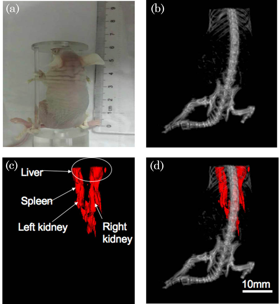 Mouse imaging results. (a) The nude mouse picture that was taken before the experiment. (b) The 3D rendering result for the CT reconstruction. (c) The 3D rendering result for the photoacoustic reconstruction. (d) The co-registered image of the PAT and CT imaging (Video 3).