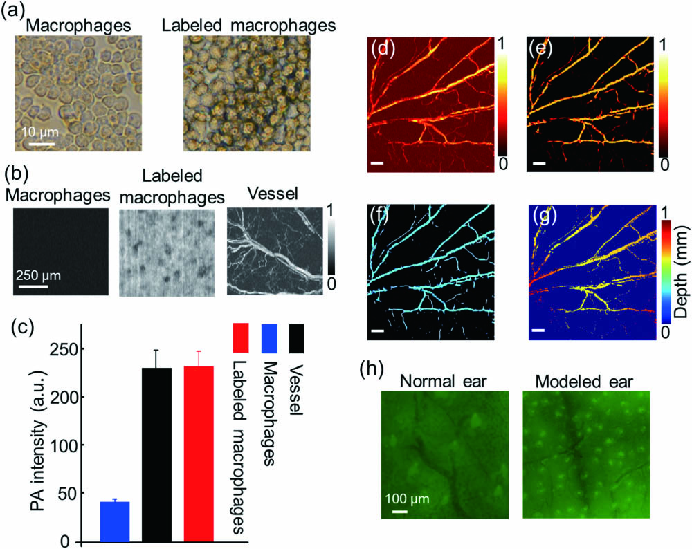 Processing method of macrophage and vessel. (a) The optical microscopy images of labeled macrophages and macrophages. (b) The PA images of labeled macrophages, macrophages, and vessel by OR-PAM. (c) The PA intensities of labeled macrophages, macrophages background, and vessel. (d) The PA image of a normal mouse ear. (e) The PA image after the Hessian filter. (f) The centerline of the blood vessels. (g) The depth distribution of the PAM image. The scale bar is 500 μm. (h) The fluorescence images of normal and modeled mouse ears injected with macrophages.