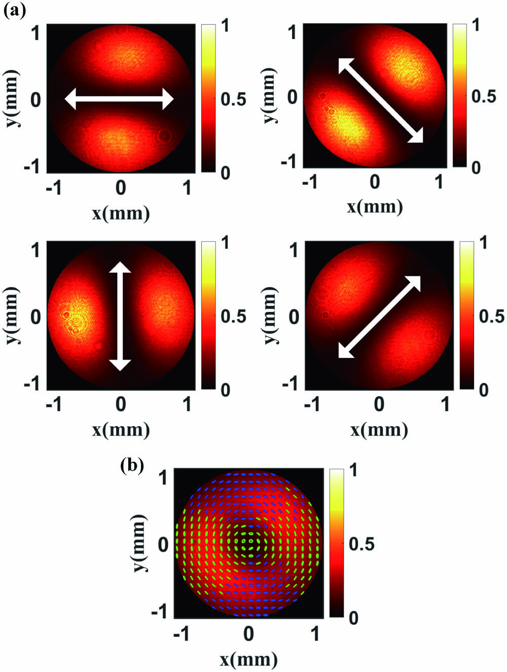 (a) Output 532 nm laser after passing through a linear polarizer with different transmission axis orientations. (b) Intensity and polarization distributions of 532 nm laser behind the fiber tail.