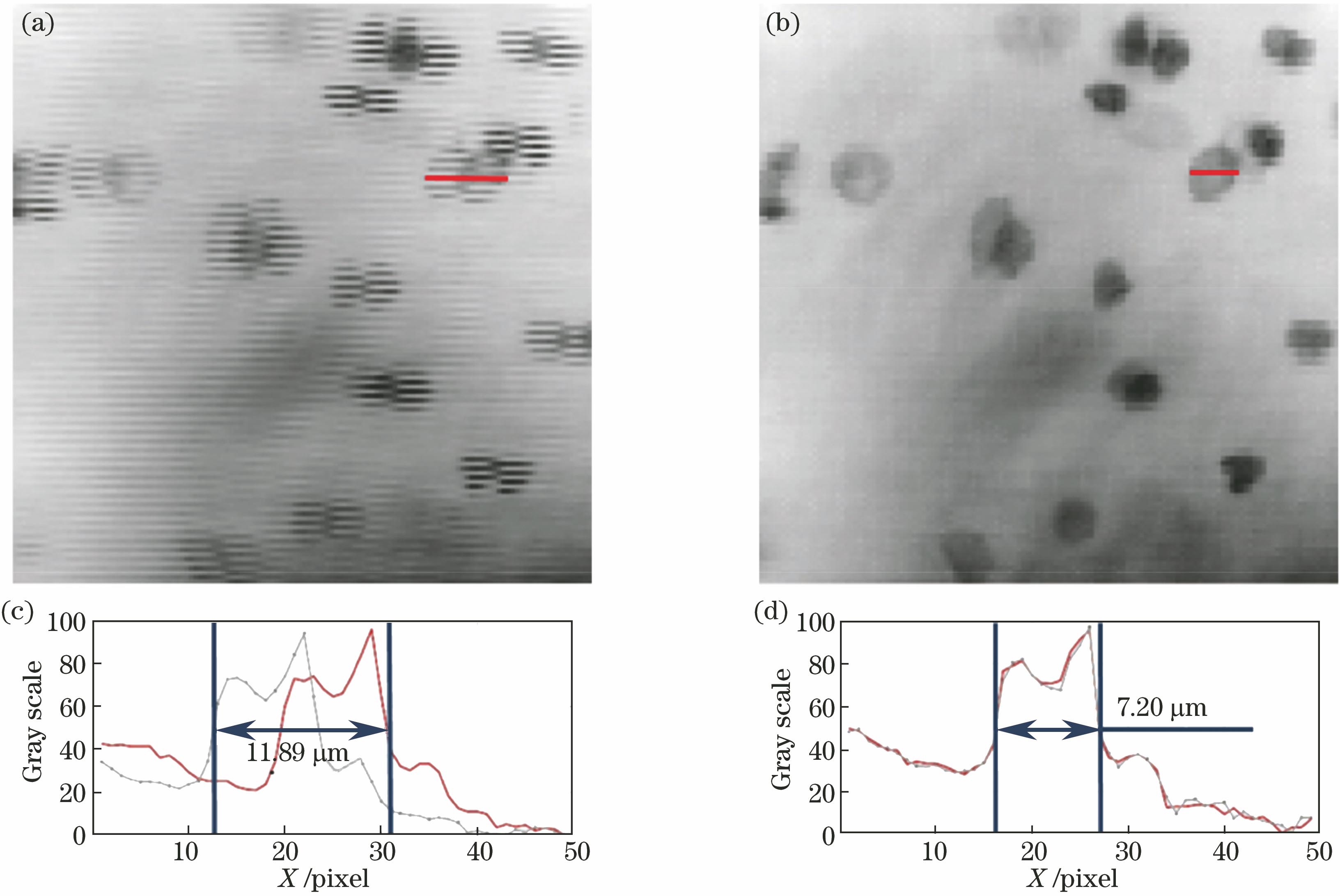 双检流计振镜扫描成像错位校正。(a)未经算法校正;(b)经算法校正后;(c)图6(a)错位图像中红色线段部分灰度值与像素的关系曲线;(d)图6(b)校正后图像中红色线段部分灰度值与像素的关系曲线