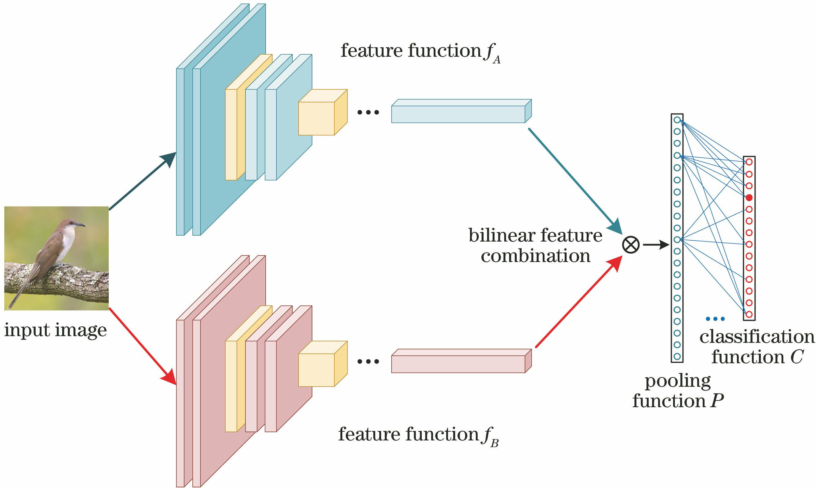 面向细粒度图像分类的双线性残差注意力网络
