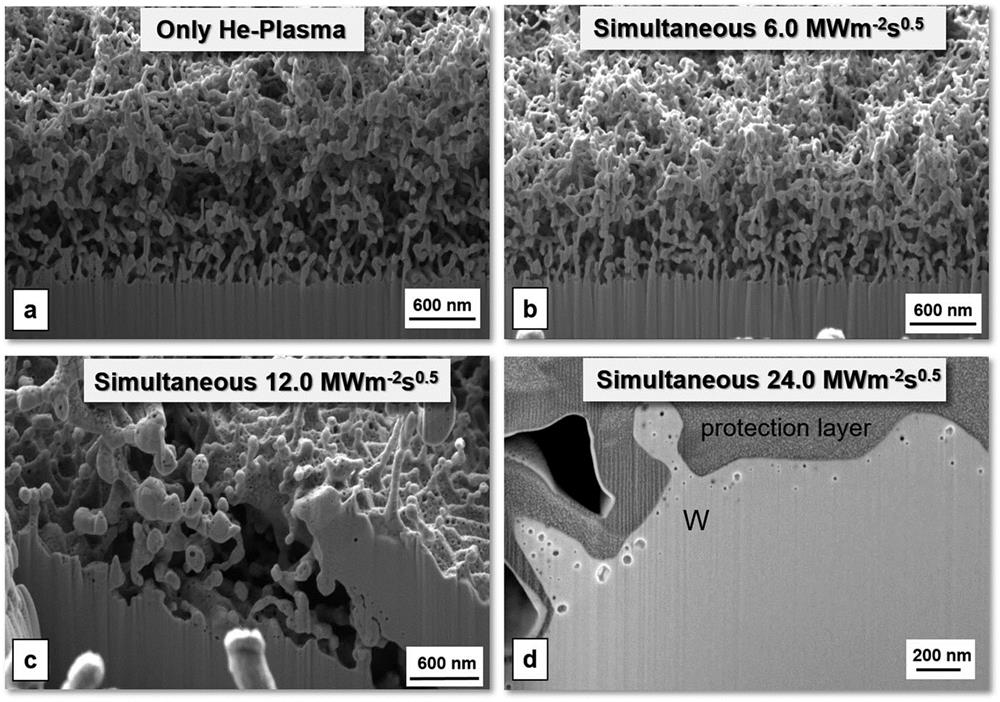 Synergistic experiments with simultaneous exposure of polished tungsten specimens under helium bombardment and laser beam transient thermal loads in the PSI-2 linear plasma device.65 Helium implantation at high temperatures initiated the growth of tiny tungsten tendrils (tungsten fuzz). SEM images were taken on sections cut with focused ion beams using Ga ions.66 Reprinted with permission from Wirtz et al., Nucl. Mater. Energy 9, 177–180 (2016). Copyright 2016 Elsevier.