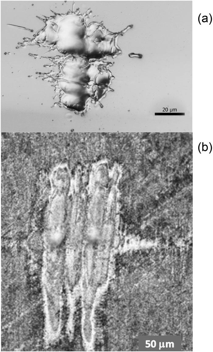 Ablative imprints in (a) Si and (b) Cu created by 13.5-nm FLASH2 beam delivering energies of 100 and 50 µJ, respectively, on the targets.
