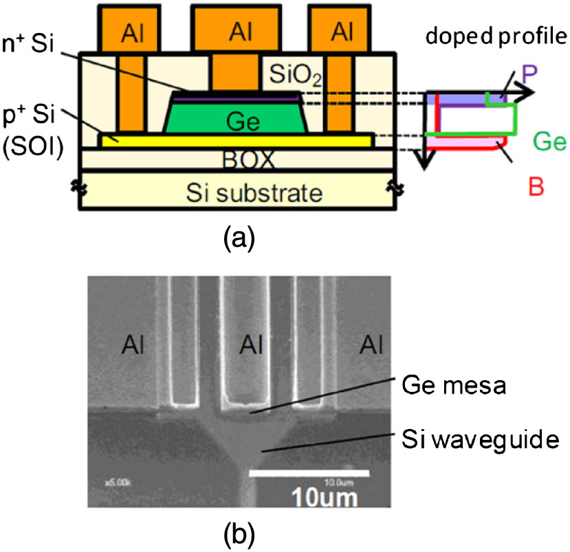 Schematic structure and SEM image of the PIN-PD.