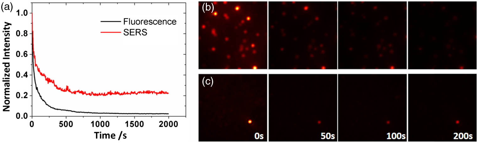 (a) Normalized intensities of fluorescent scattering and Raman scattering signals over time. The signals were detected at a frame rate of 0.2 Hz over an exposure time of 0.3 s. The red curve represents the Raman signal, and the black curve represents the fluorescent signal. (b) and (c) show time-lapse images of the fluorescent microspheres and the SERS nanoparticles, respectively.