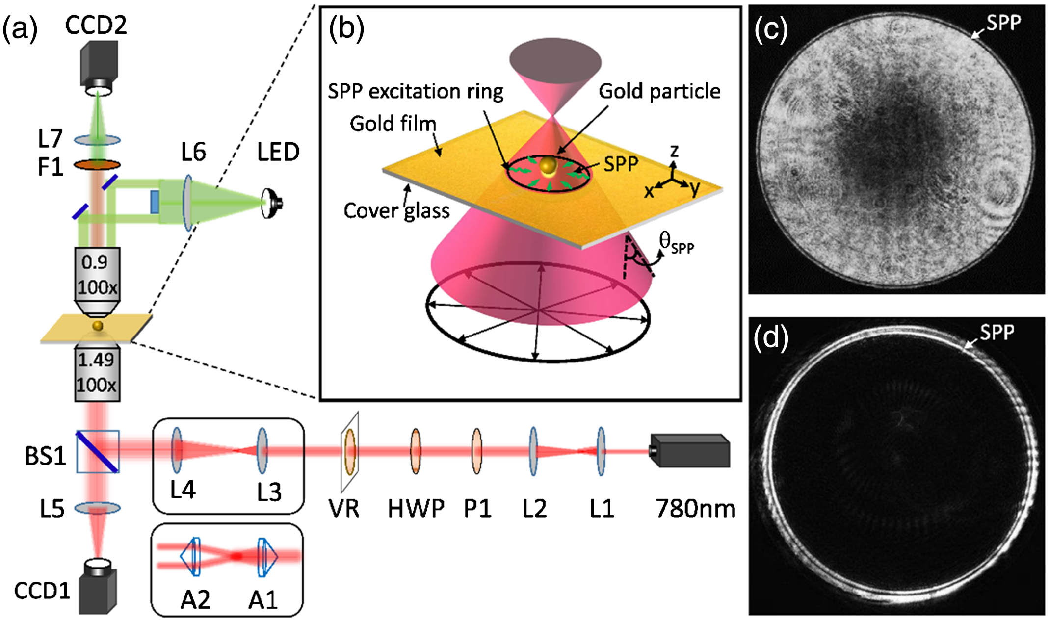 Dynamic plasmonic tweezer system construction and two types of excitation optical beam generation. (a) Technical schematic of the generating RPB and PRPB for the optical tweezer system. The RPB generated by vortex retarder (VR) is also the PRPB generated by changing telescope system (L3, L4) with two axicons (A1, A2). (b) Technical schematic of the SPP excitation process for a focusing RPB. The black arrows indicate the radial polarization directions. (c) The profile of the reflected light obtained at the back focal plane for RPB. (e) The profile of the reflected light obtained at the back focal plane for PRPB.