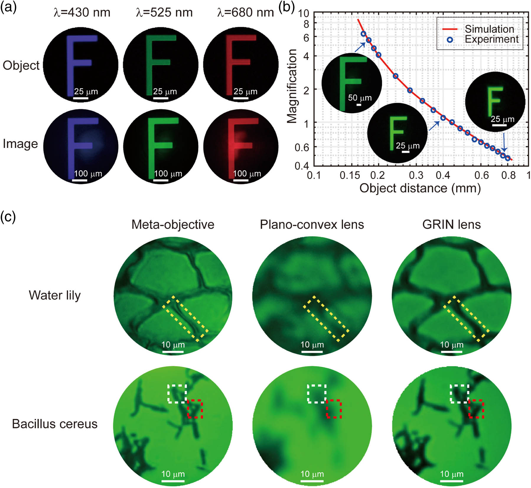 Different magnification imaging and biological imaging tests of the meta-objective. (a) Four times magnification imaging of letter “F” at wavelengths of 430 nm, 525 nm, and 680 nm. (b) The magnification graph of the meta-objective as a function of object distance. The experimental results (blue hollow circles) agree well with the simulation curve (red solid line). The insets are the corresponding images of letter “F” obtained in the experiment with different scale bars. (c) Imaging of water lily leaf slice and Bacillus cereus slice with the meta-objective, plano–convex lens, and GRIN lens, respectively. The yellow dotted boxes represent the cell wall of the water lily leaf’s mesophyll tissue. More depth information about the cell wall was obtained with the meta-objective, while only the outline could be distinguished with a GRIN lens, and the more blurred image was acquired with the plano–convex lens. The white and red dotted boxes indicate the gaps between the communities of Bacillus cereus. Similarly, the tiny spacing between bacterial groups can be identified with meta-objective, not obvious enough with a GRIN lens, and totally indistinguishable with a plano–convex lens.