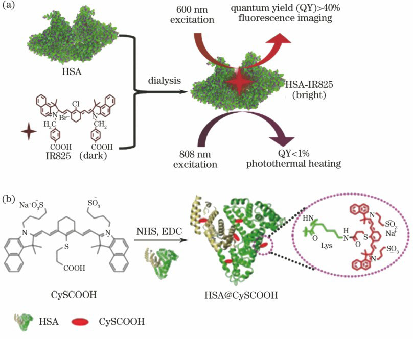 基于蛋白结构的光热治疗剂。(a) HSA-IR825的制备示意图及其特殊光学性质;(b) NIR染料CySCOOH与血清蛋白的共价连接示意图