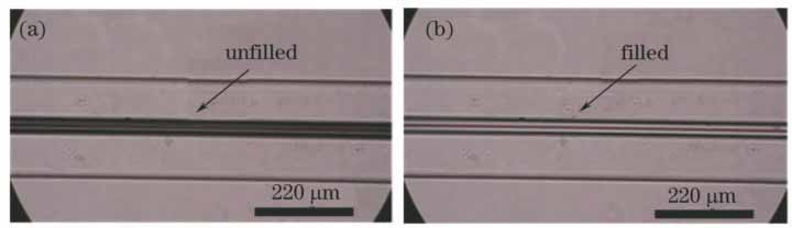 悬浮芯光纤(a)未充入和(b)充入量子点悬浮液后的纵截面