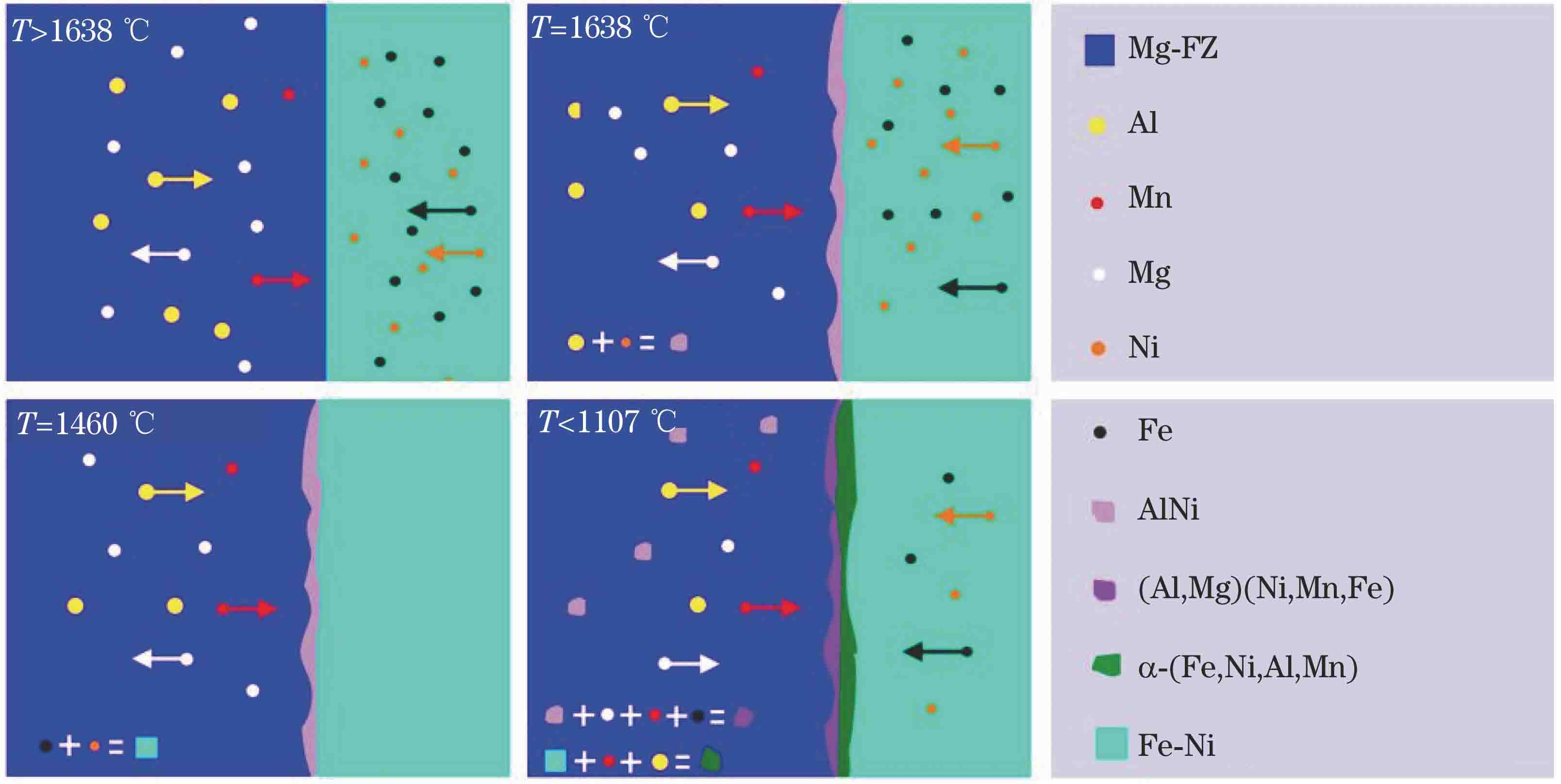 镁合金/钢接头凝固过程示意图