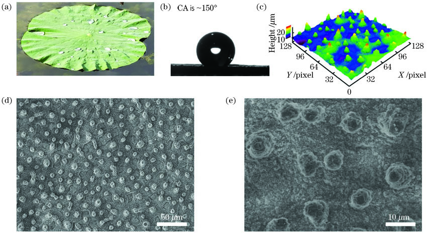 荷叶疏水性能的测试。(a)实物图;(b)静态接触角;(c) CLSM图像;(d) SEM图像(50μm);(e) SEM图像(10μm)