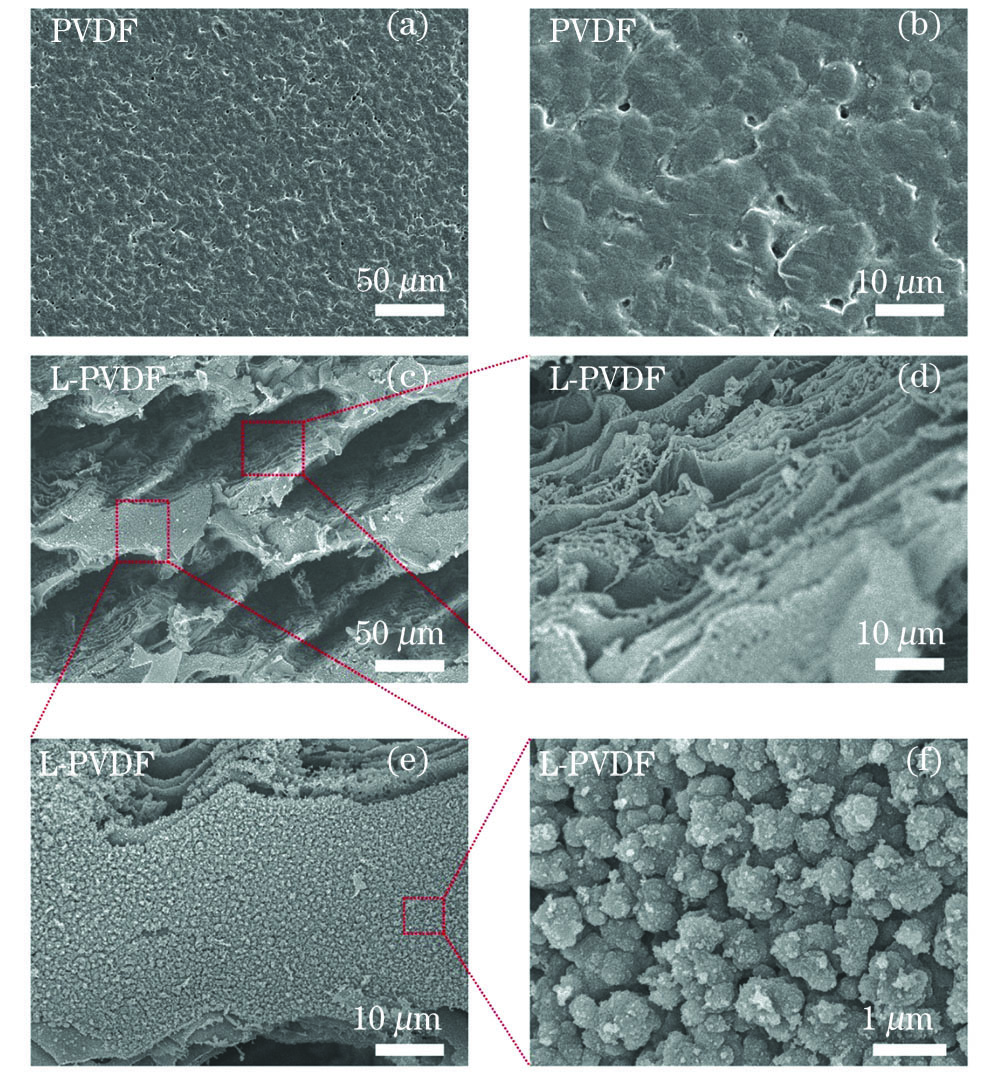 PVDF及L-PVDF薄膜表面的SEM图像。 (a)~(b) PVDF薄膜;(c)~(f) L-PVDF薄膜