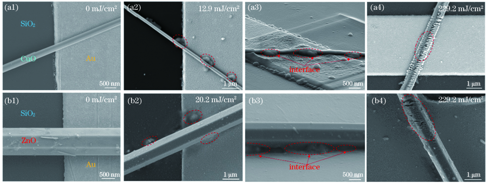 异质结构在不同激光能量辐照下的接头形貌。(a) Au电极-CuO纳米线异质结构;(b) Au电极-ZnO纳米线异质结构