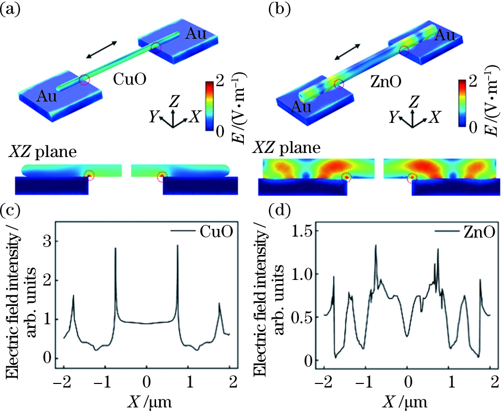 激光辐照下的电场强度分布。(a)Au电极-CuO纳米线;(b)Au电极-ZnO纳米线;(c)沿CuO纳米线轴与电极接触面的电场强度;(d)沿ZnO纳米线轴与电极接触面的电场强度