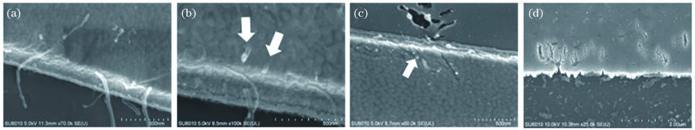 不同辐照时长下MWCNTs-Au电极的SEM图像。(a) 30 s;(b) 60 s;(c) 61 s;(d) 65 s