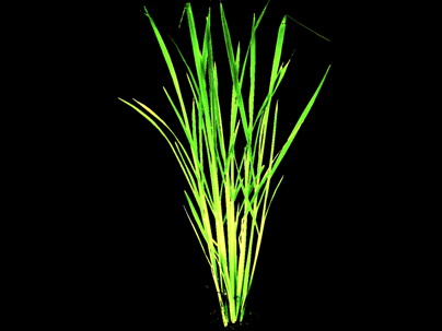 光学学报首页 -- 中国光学期刊网