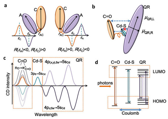 手性量子棒的激子圆二色光谱分析-中国光学期