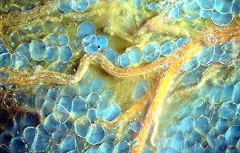 紫外光短时提高显微镜分辨率对组织无损检查-