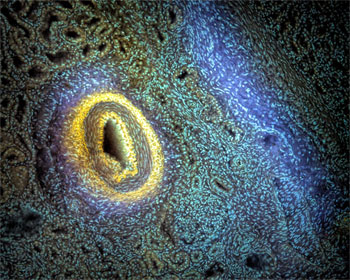 紫外光短时提高显微镜分辨率对组织无损检查-
