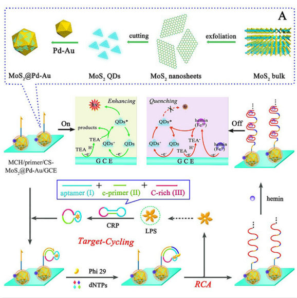 新型MoS2量子点的电致化学发光及其生物分析