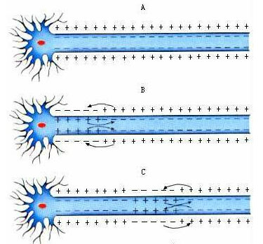 Nature:模仿电鳗放电，“皮卡丘”式柔性电源问世