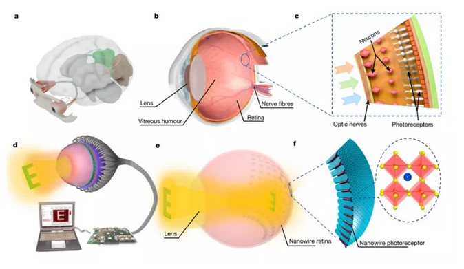Nature重磅:我们和仿生眼的距离更进一步