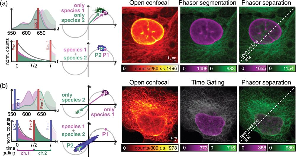 Time-resolved acquisition for multicolor ISM imaging. (a) ISM imaging of different species, reported by two dyes with similar “spectra” but different fluorescence lifetimes. (b) Pulse-interleaving ISM imaging of different species with overlapping absorption spectrum and identical lifetime. Left, schematic diagrams of (top) the absorption/emission spectra of fluorophores 1 (magenta) and 2 (green), and (bottom) of the detected signal over time. The excitation lines are also represented. Right, phasor representation of (top) two measurements obtained with only one species labeled at a time, and (bottom) of the measurement with both species labeled. Left image, raw open confocal image. Central image, open confocal result obtained by (a) segmenting the phasor space in two regions, related to the first and the second fluorophores or (b) by temporal gating of the detected signal in two temporal channels, related to the first and the second excitation events. Right image, open confocal and ISM results obtained by phasor separation.