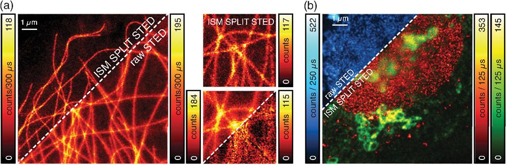 SPLIT-STED-ISM. (a) Side-by-side comparison of raw STED imaging and SPLIT-STED-ISM imaging of the cytoskeleton network. The insets show magnified details of the network. The incomplete depletion background is also visualized (bottom inset, right corner). (b) Multispecies SPLIT-STED-ISM imaging (green, Golgi apparatus; red, nuclear pore complex protein, NPC). Pulse-interleaving excitation and time-resolved detection enable the separation of two color channels—one per each fluorophore—and to apply SPLIT to the NPC channel. The upper corner shows the raw STED image (blue), while the lower corner shows the final multi-color SPLIT-STED-ISM image.