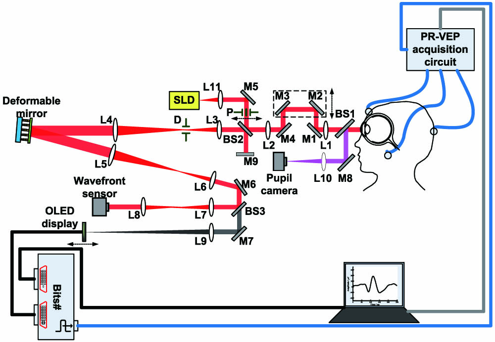 AO system integrated with pattern reversal VEP (PR-VEP) measurements. SLD, superluminescent diode; BS, beam splitter; M, mirror; L, lens; P, artificial entrance pupil; D, diaphragm.
