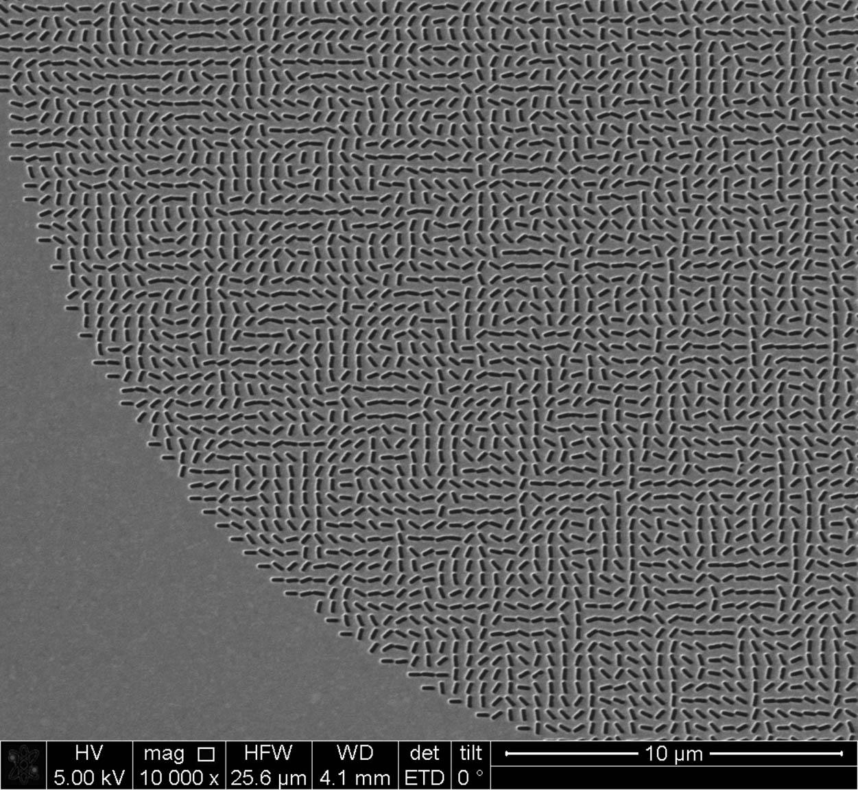 Local magnified SEM image of the fabricated metalens.