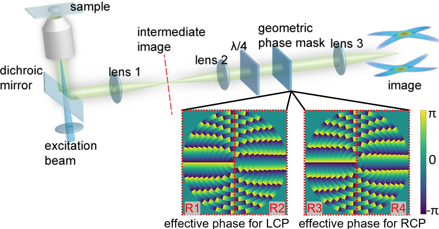 Experimental configuration. A 4f system is used to access the back focal plane of the objective where a geometric helical phase mask is placed. NA, 0.75; overall magnification, 60×. Focal length of lens 1, 200 mm; focal length of lenses 2 and 3, 300 mm. The phase mask generates opposite modulations on the LCP and RCP light. The two effective phase masks are divided into four regions (R1, R2, R3, R4), which account for the four lobes in the PSF.