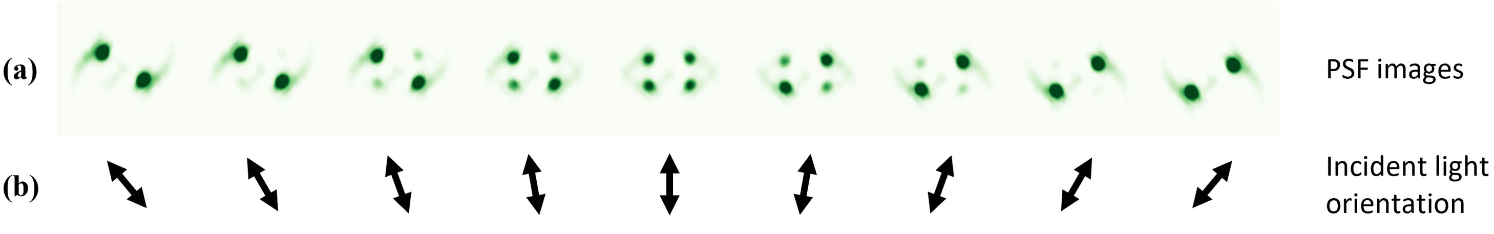 (a) Experimental results showing the variations in the PSF profile as the incident light changes its polarization orientation; (b) corresponding incident light orientation (note that the fast axis of the quarter-wave plate is along the vertical direction).