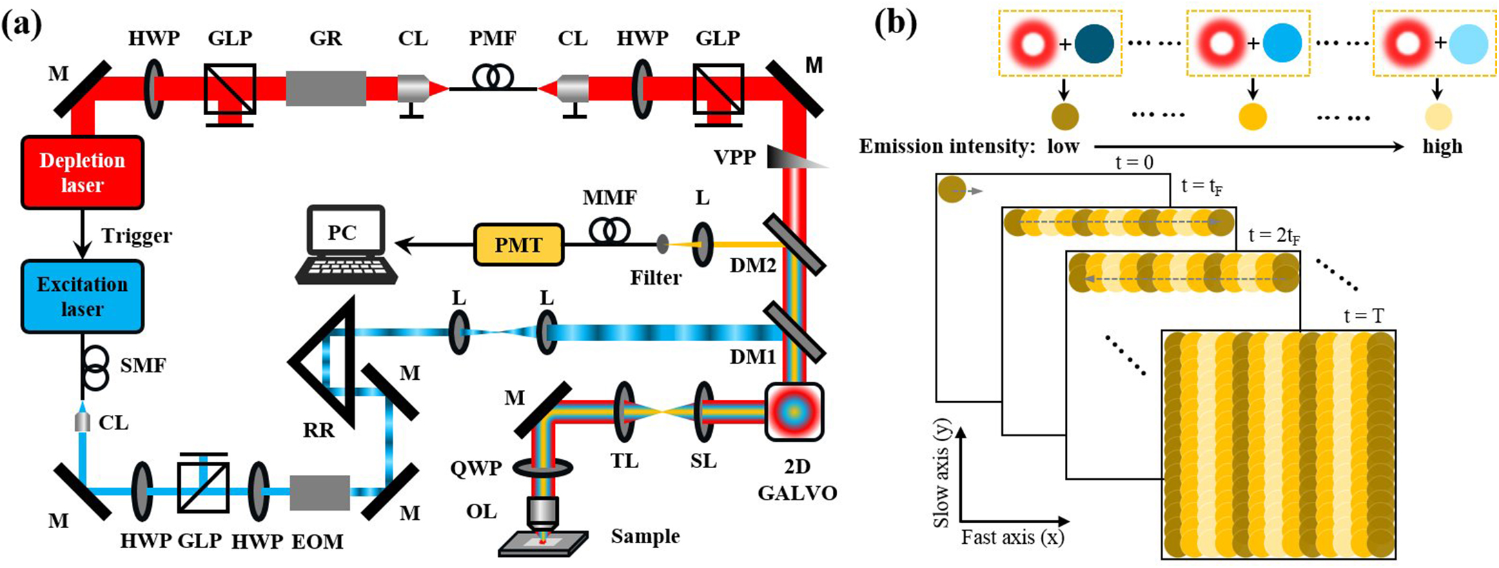 (a) Schematic diagram of STED-psSIM; (b) relationship among the excitation beam, the depletion beam, and the fluorescence signal in the temporal and spatial domain.
