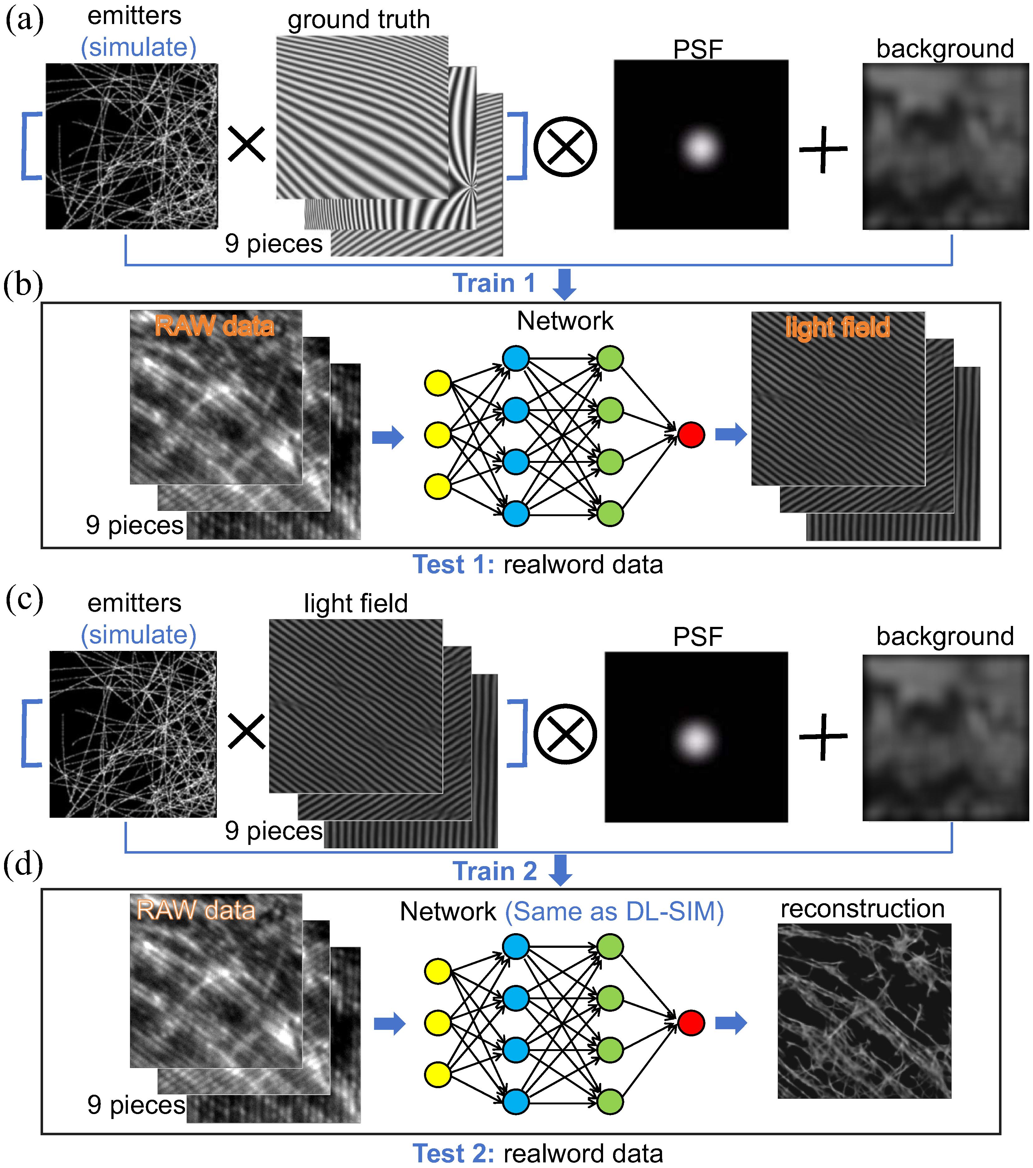 Enhancing deep-learning-based structured illumination microscopy ...