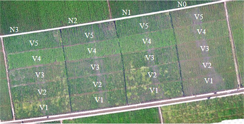 基于分窗Gram-Schmidt变换和PSO-SVR算法的水稻纹枯病病情指数检测