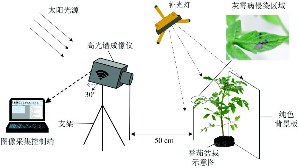 基于多维随机森林的番茄灰霉病高光谱图像早期检测