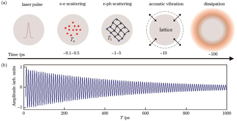 金属纳米颗粒声学振动示意图。(a)金属纳米颗粒的超快电子动力学过程;(b)金属纳米颗粒在超快光学测量中的时域声学振动曲线
