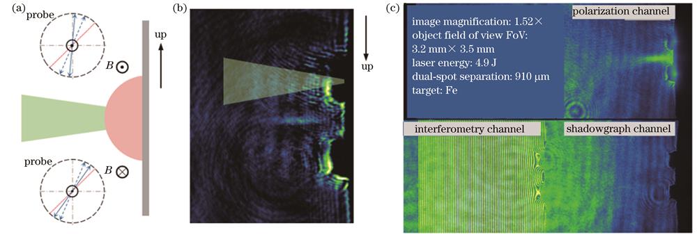自生磁场造成的偏振图像明暗变化现象与实验现象的对比。(a)自生磁场和诊断光几何示意图(实线为WP1光轴,双箭头虚线为诊断光初始偏振方向,双箭头实线为经过等离子后的诊断光偏振方向);(b)双焦点打靶示意图;(c)紧凑型偏振干涉仪典型数据