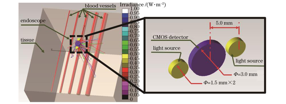 血管组织仿体的多光谱蒙特卡罗仿真模型