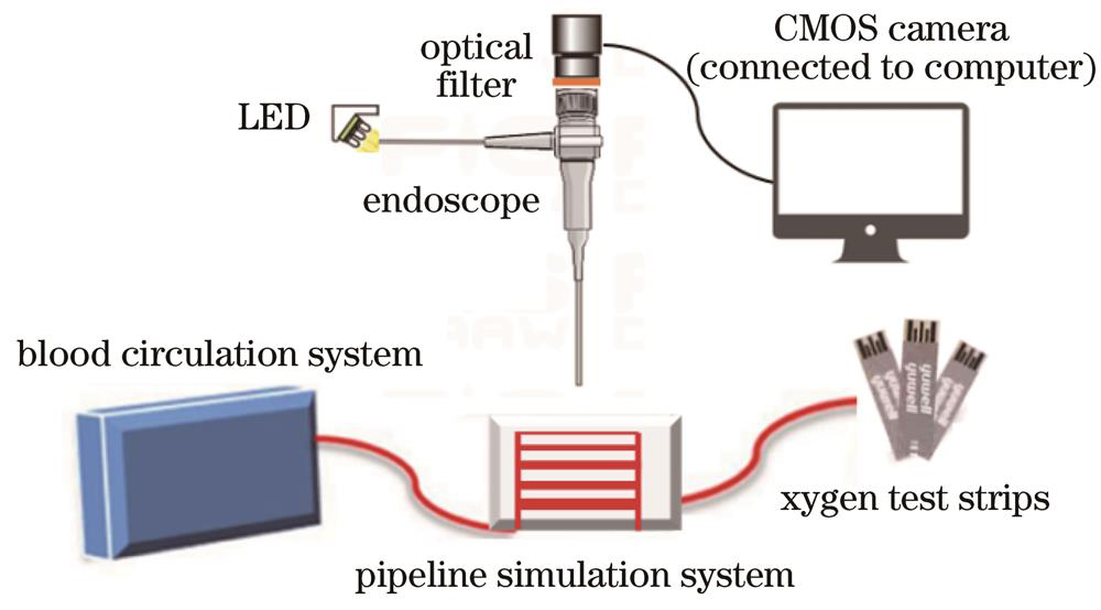 实验装置示意图