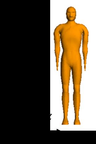 人体模特示意图