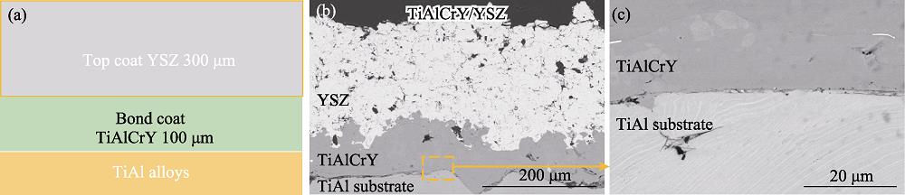 TiAlCrY/YSZ涂层示意图(a)和喷涂态涂层的截面形貌(b, c)