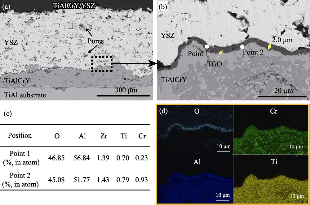 TiAlCrY/YSZ涂层热处理后的截面形貌(a, b)和EDS结果(c, d)