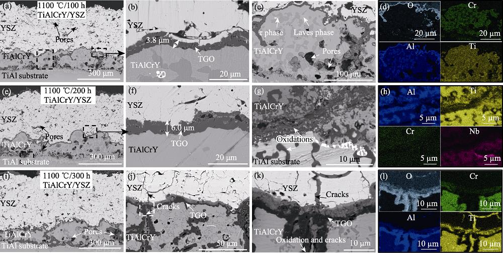 TiAlCrY/YSZ涂层经1100 ℃处理100 h (a~d)、200 h (e~h)和300 h (i~l)的截面形貌和EDS分析结果