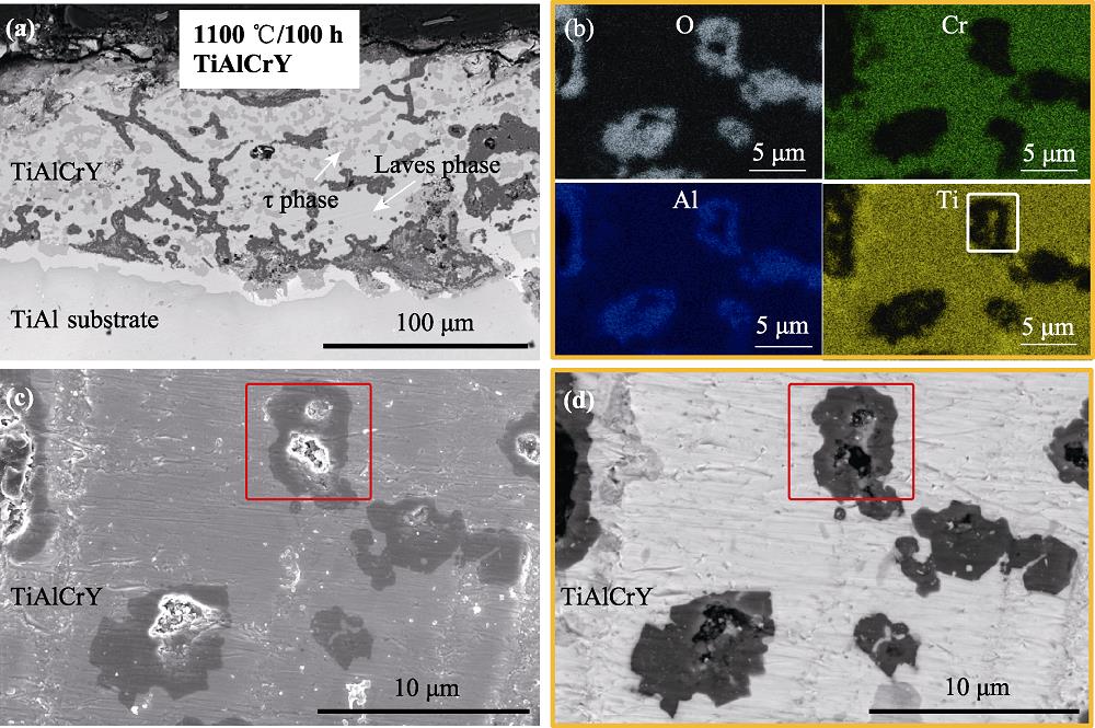 TiAlCrY涂层经1100 ℃处理100 h的截面形貌(a, c, d)和EDS结果(b)