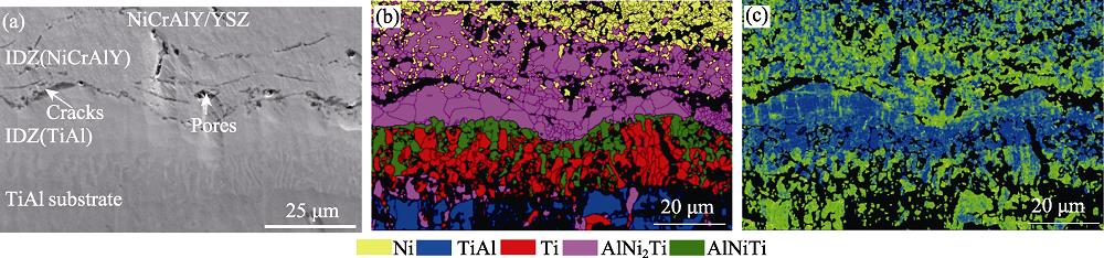 iCrAlY/YSZ涂层经1100 ℃处理100 h后的截面形貌(a)和EBSD结果(b, c)