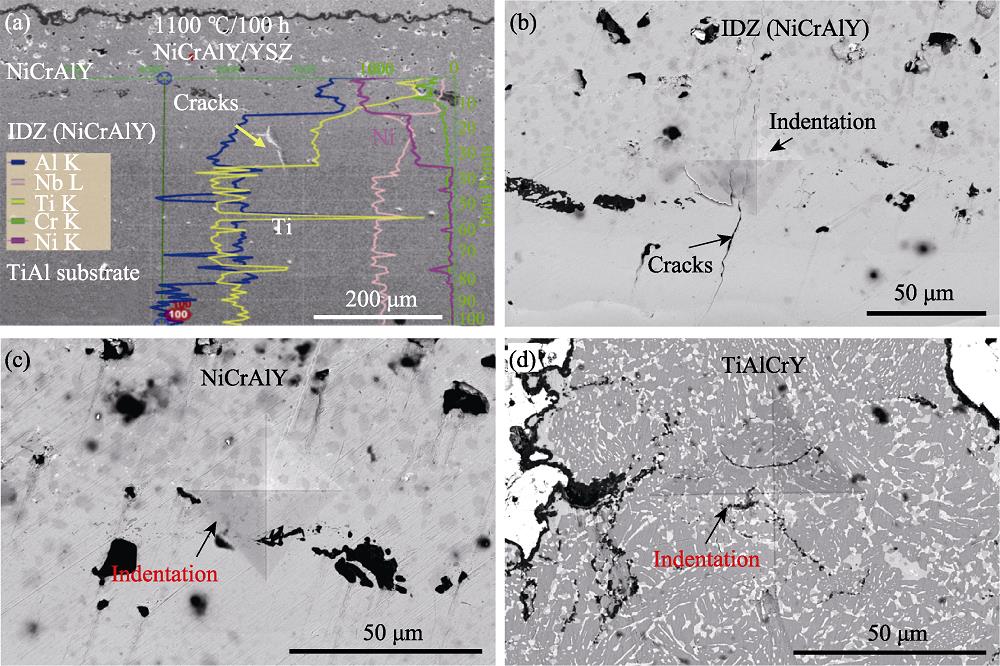IDZ的EDS结果(a)和IDZ (b)、NiCrAlY(c)、TiAlCrY(d)涂层在4.9 N载荷力下的典型压痕形貌